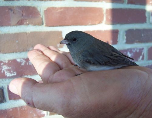 bird finch hand