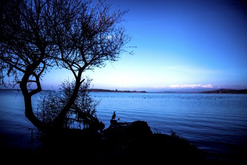 bird lake turkey