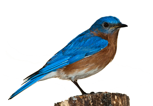 bird bluebird bird png