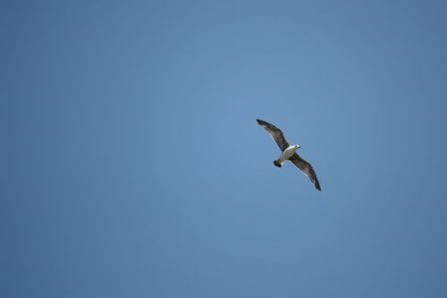 bird sky gull