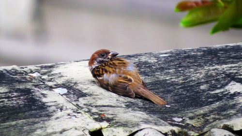 bird small injured