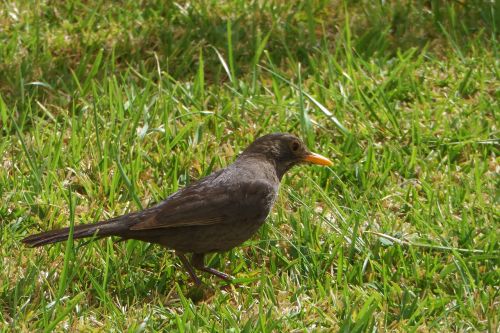 bird nature animals