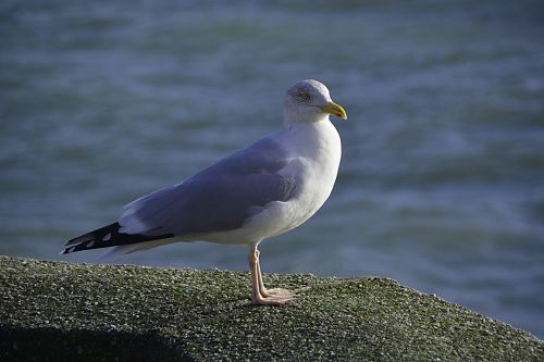 bird gull fauna