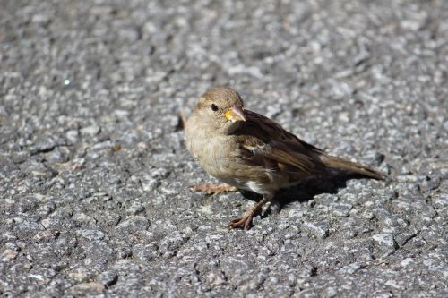 bird asphalt summer