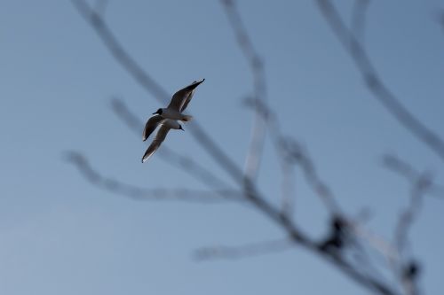 bird fly freedom
