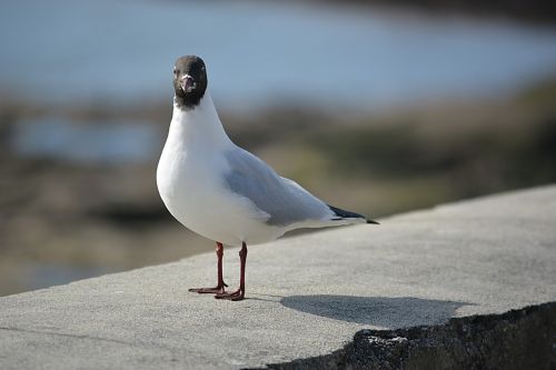 bird tern seagull