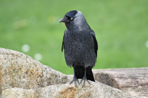 bird jackdaw black