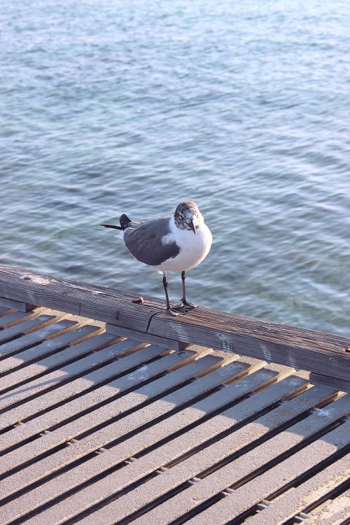 bird seagull nature