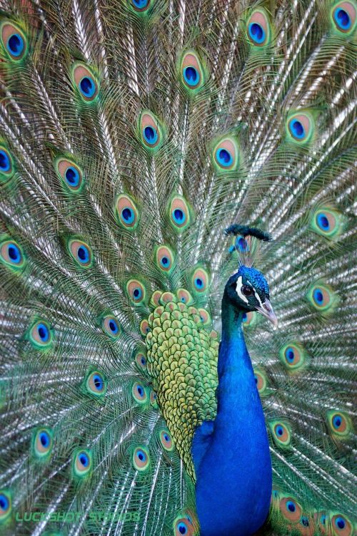 bird peacock colorful