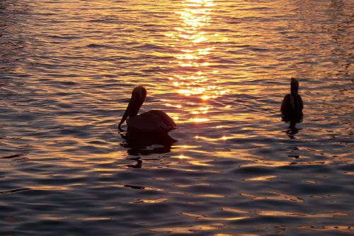 bird nature pelican