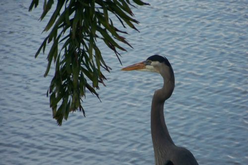 bird nature animal