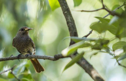 bird eating insect