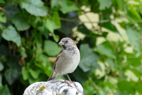 bird sparrow garden