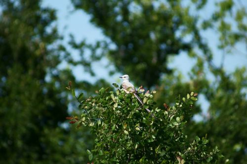 bird birding nature