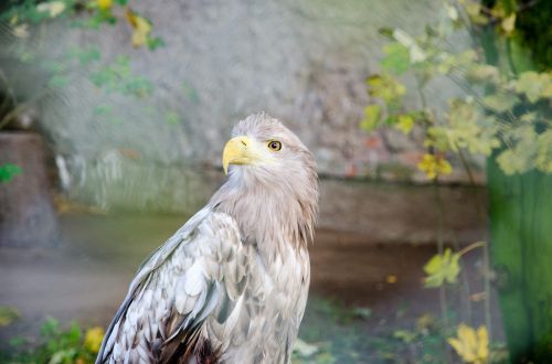 bird animal eagle