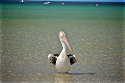 bird pelican beak
