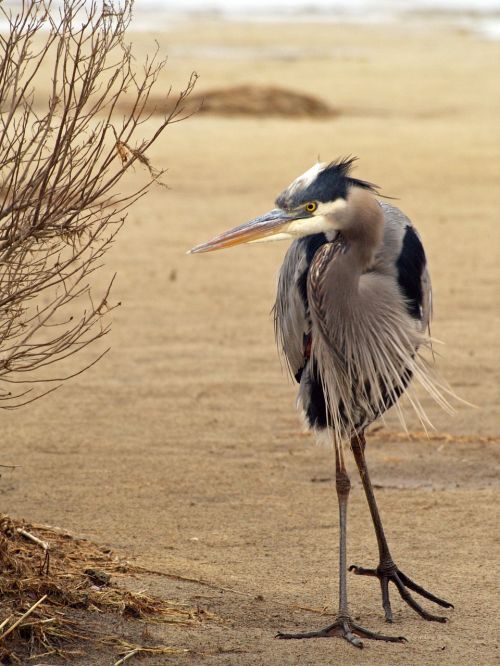 bird animal animal photography