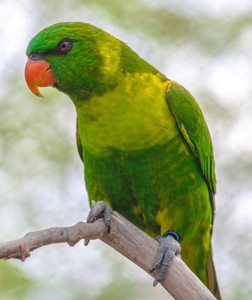 bird green parrot