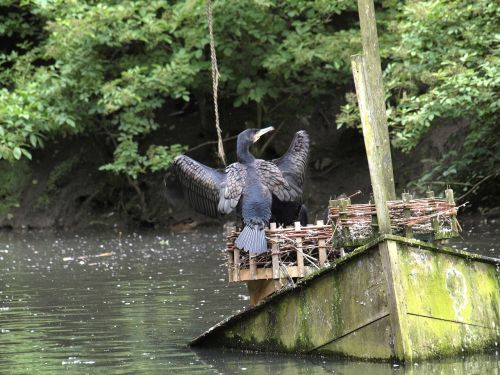 bird water boot