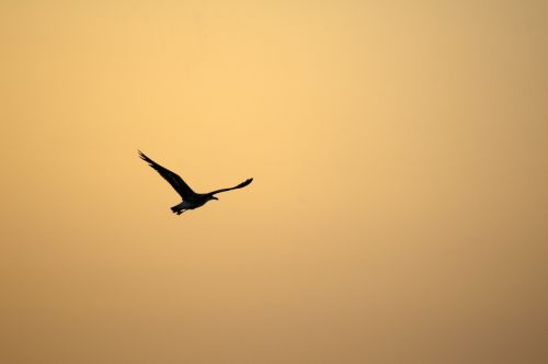 bird sunset sky