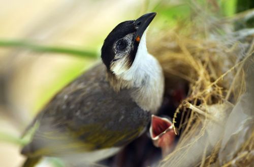 bird nest life