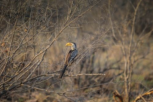 bird nature wildlife