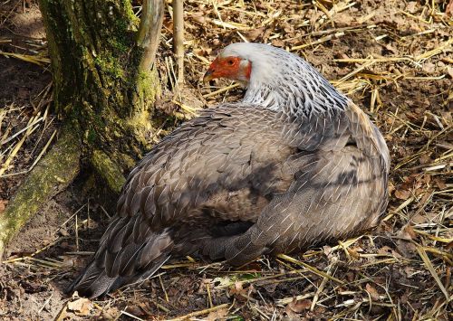 bird hahn poultry