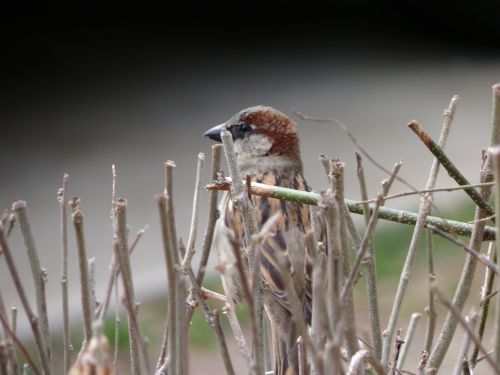 bird small wings