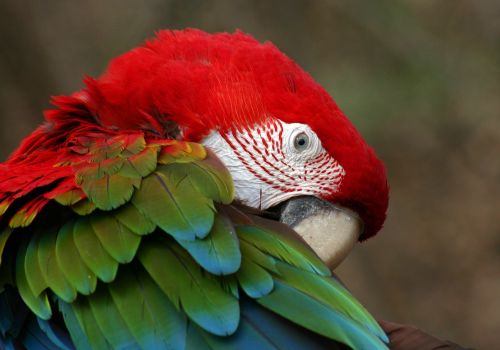 bird parrot nature