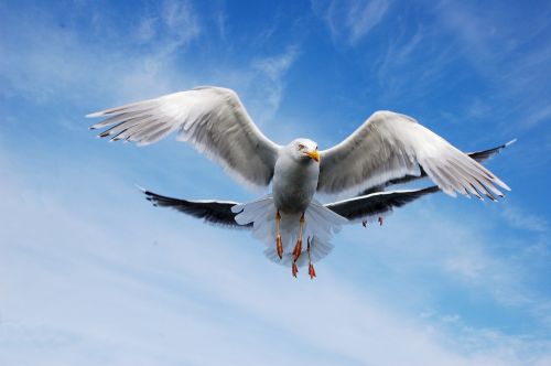 bird seagull sky