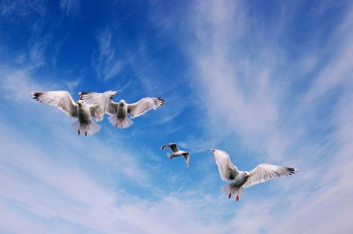 bird seagull sky