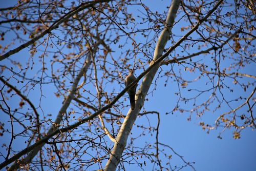 bird spring trees