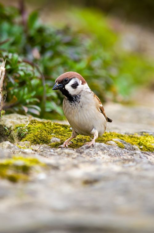 bird songbird nature