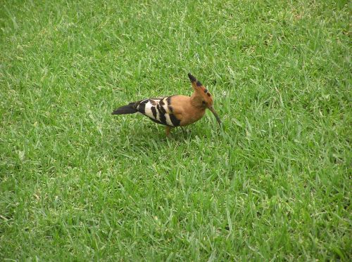 bird woodpecker grass