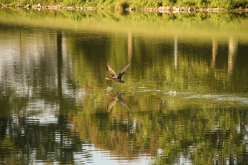 bird flying water