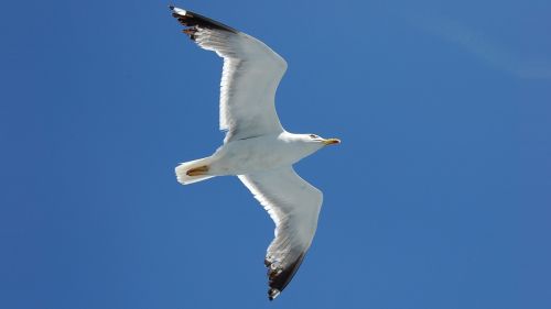 bird seagull fly