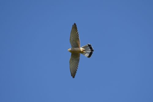 bird falcon kestrel