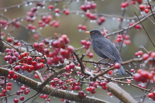 bird blackbird autumn