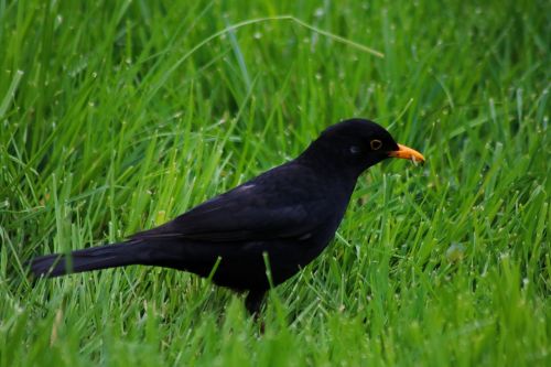 bird blackbird true