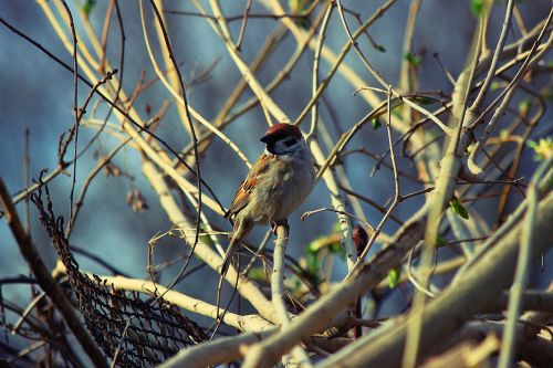 bird the sparrow branches