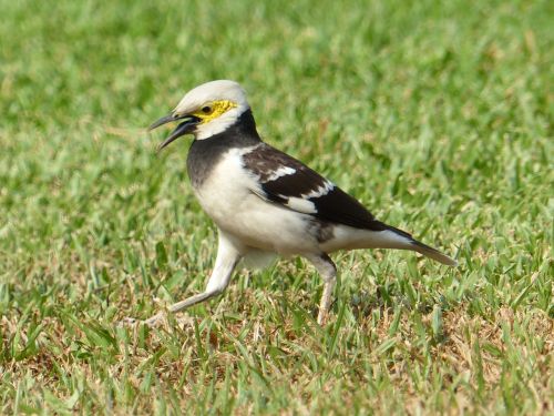 bird garden animal