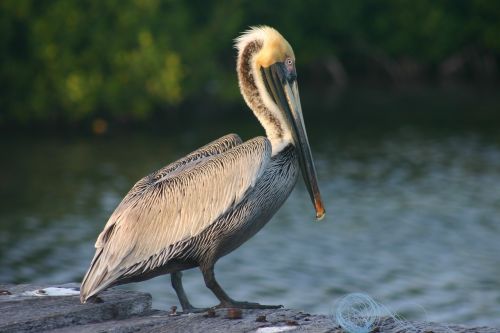 bird ave pelican