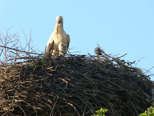 bird nest stork