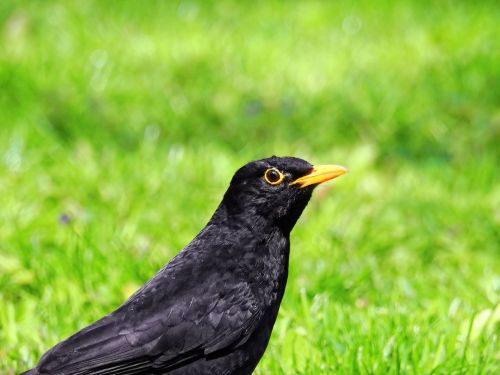 bird blackbird black