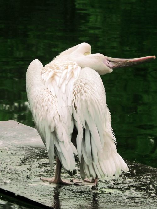 bird stretching zoo