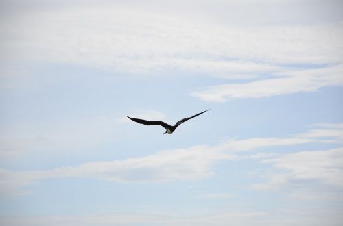 bird sky seagull