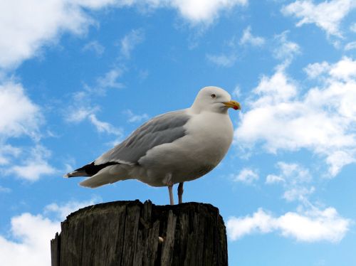 bird seagull east frisia