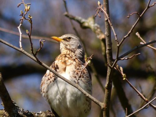 bird tree spring