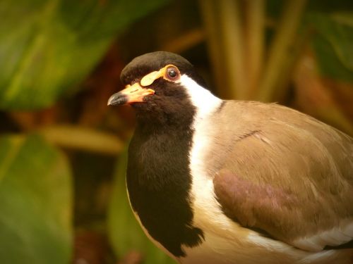 bird lapwing plumage