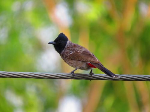 bird nature photography